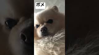 朝、犬って起こしにくるよね#shorts#ポメラニアン#ポメ#dog#朝活#pomeranian