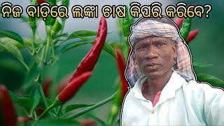 ନିଜ ବାଡ଼ିରେ ଲଙ୍କା ଚାଷ କିପରି କରିବେ?🌶️ ll How To Grow Chillies With Your Own Sticks? ll