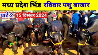 Bhind Pashu | Mandi | मध्यप्रदेश भिंड पशु मेला | Madhya Pradesh Bhind Pashu Mandi |  Pashu Mela