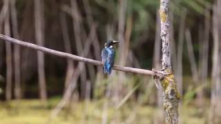 Kingfisher dispatching a pike ready to feed to her young ones