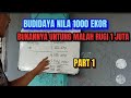 budidaya nila 1000 rugi 1 juta, bukan untung malah buntung