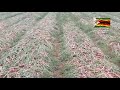 make millions farming onions in zimbabwe with low capital investment