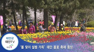 태안TV -  `봄 맞이 설렘 가득' 태안 봄꽃 축제 풍성