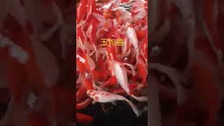 玉如意（雙胞胎淡水魚苗工作室）