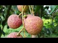 দিনাজপুরের লিচু famous litchi of dinajpur বেদানা লিচু