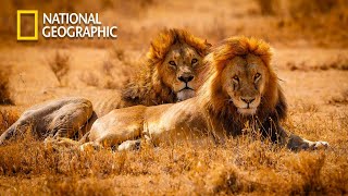 The Kings Of Desert - Our Climate - Lion Pride Documentary | National Geographic Documentary 2023