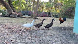 Vlog235: HOW TO RAISE CHICKENS AND DUCKS | BACKYARD CHICKEN AND DUCKS RAISING PHILIPPINES