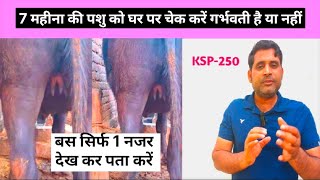 7 महीना की गाय भैंस को कैसे चेक करें गर्भवती है या नहीं | KSP -250 | Gaay bhains garbhvati ya nahi ?