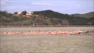 Jan Thiel Salt Flats Flamingos