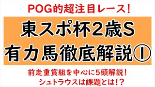 東スポ杯2歳ステークス2023有力馬徹底解説①！シュトラウスの課題とは！？【東京スポーツ杯2歳ステークス2023】