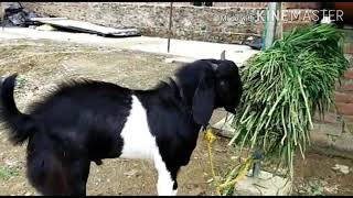 Malva breed Goat | black \u0026 white pattern | agressive | not for sale