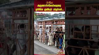 அருணாச்சலேஸ்வரரை தரிசிக்க குவியும் பக்தர்கள்... #tiruvannamalailatestnews #annamalaiyartemple