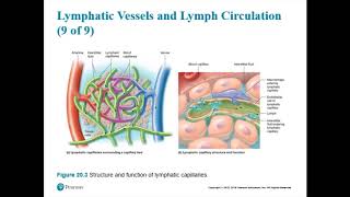 Chapter 20 - Lymphatic System