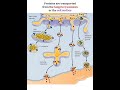 Proteins are transported from Golgi to other parts of cell #shortvideo #shorts #shortsviral