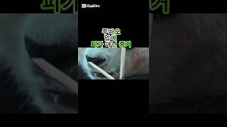 푸바오 입에 피가 아닌 팩트영상 #푸바오 #fubao #panda #판다 #熊猫 #福寶