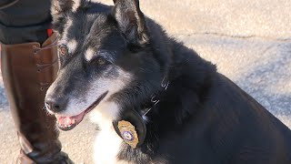How Ruby the Unwanted Shelter Dog Became Hero and Movie Star