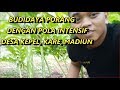 Part 2 || Budidaya Berlian Hitam 