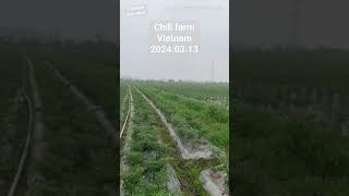 Chili farm in Vietnam - Farm ớt chỉ thiên