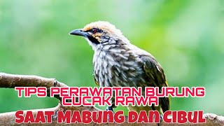 Tips Perawatan Burung cucak rawa mabung dan Cibul / ciak bulu