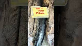 SKIPJACK TUNA | KERA FISH IN KERALA FISH MARKET |TUNA FISH IN KERALA #skipjacktuna #choora#tuna#kera