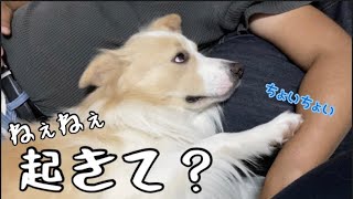 パパを起こす為にちょっかいを出す犬が可愛い！【ボーダーコリー】