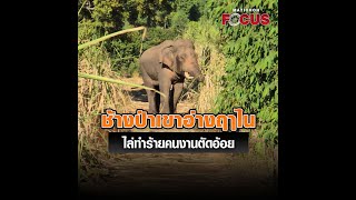 ช้างป่าเขาอ่างฤาไน ไล่ทำร้ายคนงานตัดอ้อย หวั่นซ้ำรอยเหตุสลด : Matichon Online