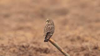 短耳鸮 Short-eared Owl