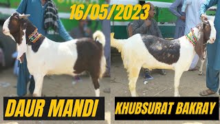 Daur bakra Mandi latest rates updates | Bakra eid 2023 Mandi