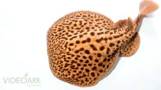 A marbled electric ray (Torpedo marmorata) at Aquarium Piran in Piran, Slovenia.