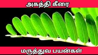 அகத்தி கீரை மருத்துவ பயன்கள் | agathi keerai  Benefits in tamil