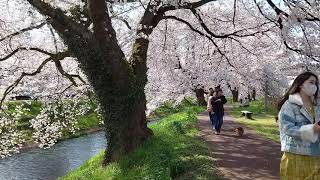 福井県越前市、吉野瀬川の桜