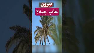 تابحال غاپ خوردی؟ | Have you ever eaten  Ghaap or Heart of Palm