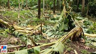 നാട്ടിലിറങ്ങി കാട്ടാന; നശിപ്പിച്ചത് ഏക്കറുകണക്കിന് വാഴകൾ; വലഞ്ഞ് കർഷകർ  | Palakkad |Elephant