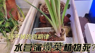 逃不掉的週期律，水菖蒲爛葉植物死？ 古法生態缸夏季開缸要點教程