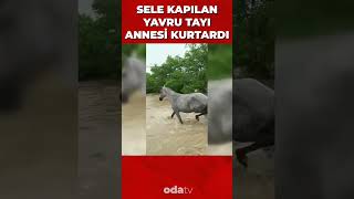 Sele kapılan yavru tayı annesi böyle kurtardı #shorts