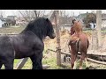 Adorable Horse #horses #reels #animal #horsesofinstagram #horseriding #horselove #instahorse