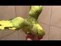 ricco the talking parrot enjoys his fun shower day 😁