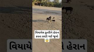 વિયાયેલ કૂતરીને હેરાન કરતા કરડી ગઈ જુવો 😱 #trending #viral #Reels #funny