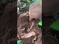 Satisfy catching massive cricket in deep hole using venomous ants