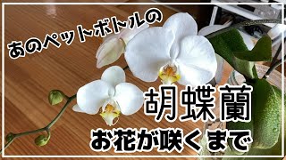 【胡蝶蘭】あのペットボトル栽培の胡蝶蘭のお花が咲きました！