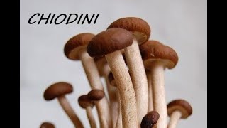 CONOSCERE I FUNGHI: CHIODINI