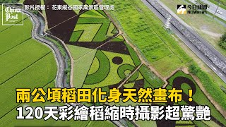 兩公頃稻田化身天然畫布！120天彩繪稻縮時攝影超驚艷