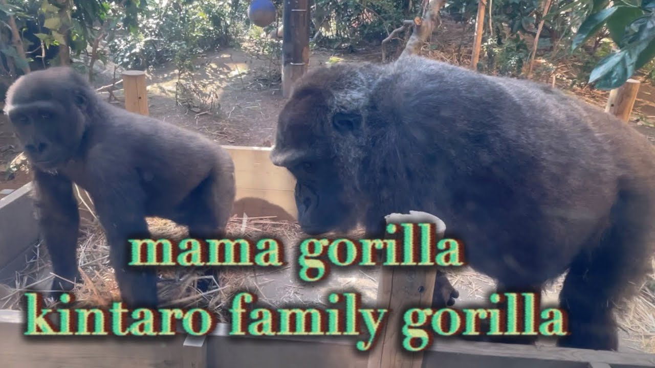 Gorilla Video Enjoy Watching Youtube