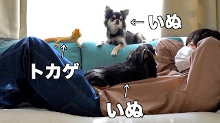 【多頭飼い】フトアゴヒゲトカゲとダラダラ過ごす会社員の休日｜飼育ルーティン