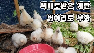 택배로받은 계란 병아리로 부화시키기/계란에서 닭으로