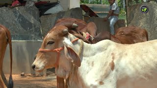 ತೆಂಗಿನಲ್ಲಿ ಸಮಗ್ರ ಕೃಷಿ | Integrated Farming