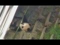 2013 02 12 xiao liwu bamboo thief takes his treasure to the moat