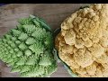 cooking my Orange Cauliflower and Roman Broccoli with Beef.  #satisfying #food #asmr #cooking