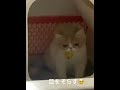 おトイレタイム中に撮られて怒った子猫🥹 cat shorts ねこのいる生活 ねこ部 ねこ ねこ部 exoticshorthair kitten エキゾチックショートヘア 猫