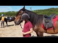 Hough Farm Harry Trotter Summer Show 2019 Best Mane & Tail